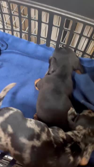 Donald the Dapple , a male Miniature Dachshund for sale in Vanderbilt, PA – 1 of 1