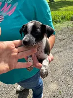 Ron , a male Chihuahua for sale in Vanderbilt, PA – 1 of 1