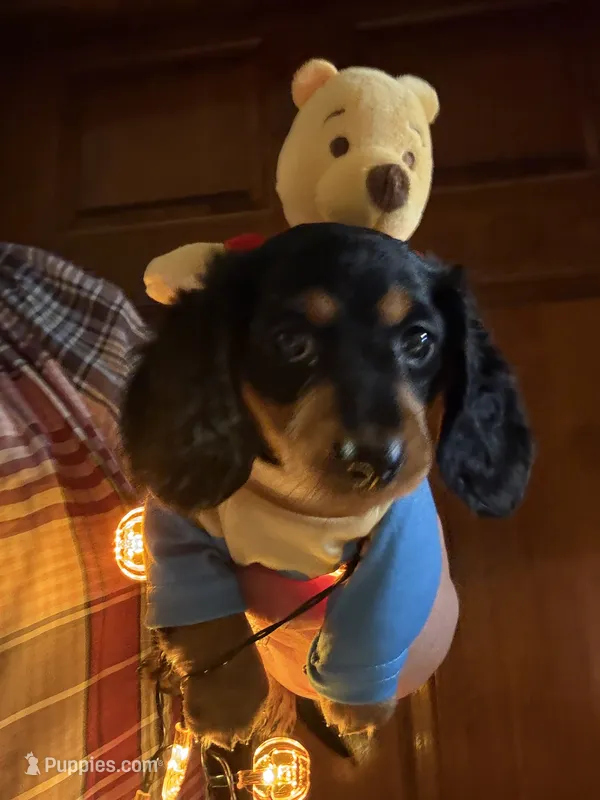 Sally Mae  – Miniature Dachshund puppy for sale in Vanderbilt, PA