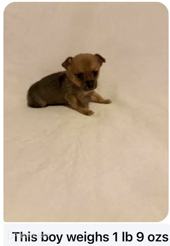 Max – Chihuahua puppy for sale in Vanderbilt, PA
