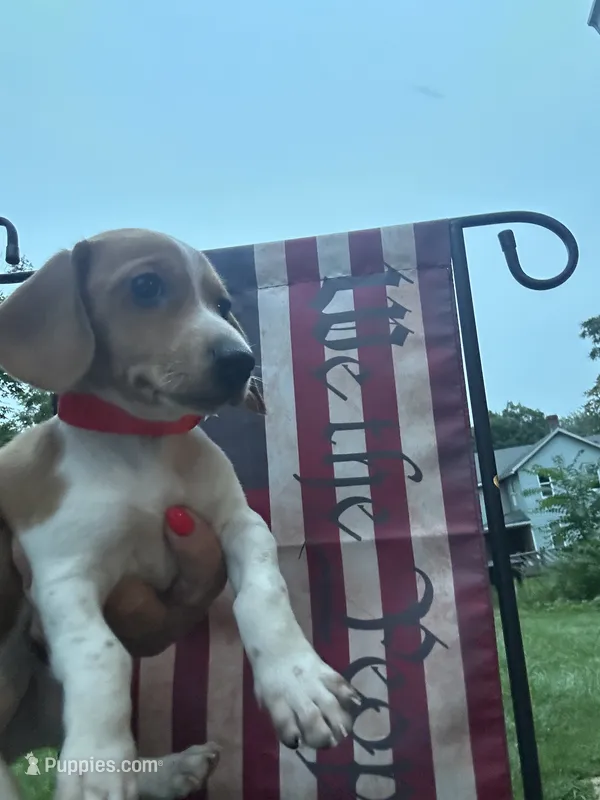 Millie  – Miniature Dachshund puppy for sale in Vanderbilt, PA