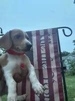 Millie , a female Miniature Dachshund for sale in Vanderbilt, PA – 1 of 6