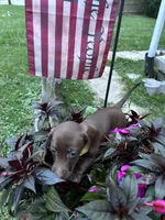 Roxanne , a female Miniature Dachshund for sale in Vanderbilt, PA – 9 of 9