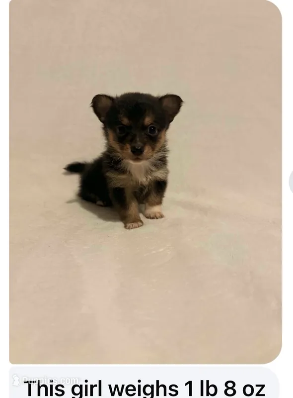 Staci – Chihuahua puppy for sale in Vanderbilt, PA