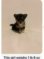 Staci, a female Chihuahua for sale in Vanderbilt, PA – 1 of 1