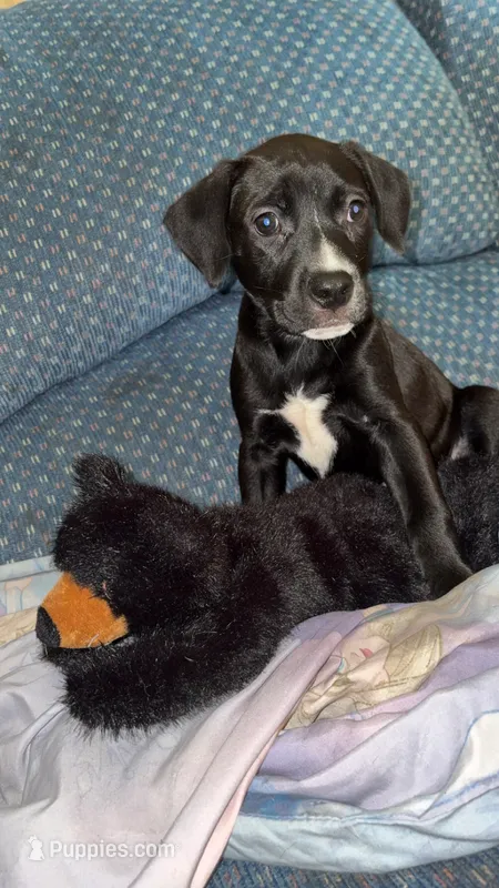 Greenie  – American Pit Bull Terrier, Chihuahua puppy for sale in Vanderbilt, PA