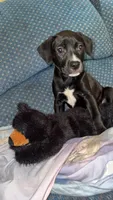 Greenie , a female American Pit Bull Terrier and Chihuahua for sale in Vanderbilt, PA – 1 of 1