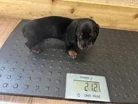 Dexter , a male Miniature Dachshund for sale in Vanderbilt, PA – 5 of 7
