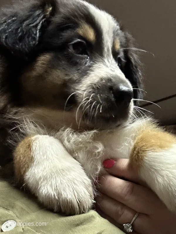 Lexi – Australian Shepherd puppy for sale in Vanderbilt, PA