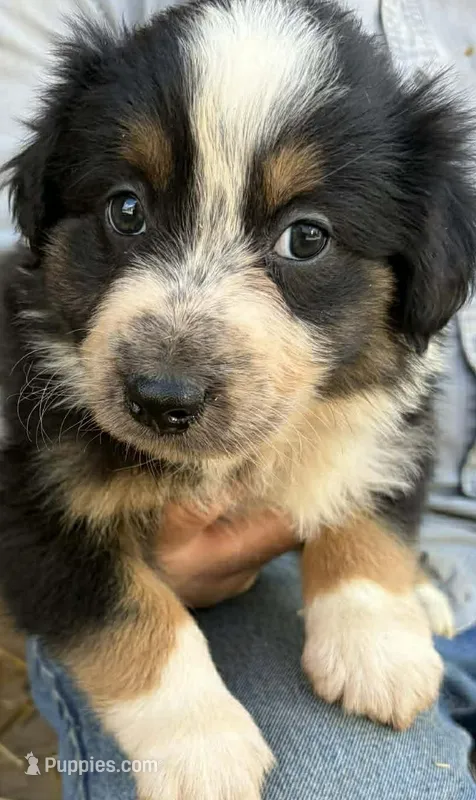 Lexi – Australian Shepherd puppy for sale in Vanderbilt, PA