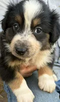 Lexi, a female Australian Shepherd for sale in Vanderbilt, PA – Photo 1 of 2
