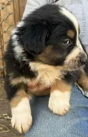 Lexi, a female Australian Shepherd for sale in Vanderbilt, PA – Photo 2 of 2