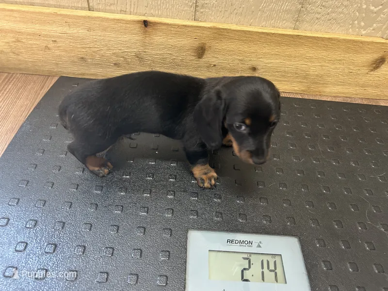 Dexter  – Miniature Dachshund puppy for sale in Vanderbilt, PA