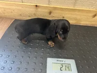 Dexter , a male Miniature Dachshund for sale in Vanderbilt, PA – 1 of 7