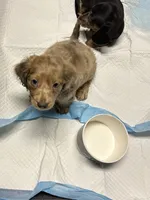 Charlie , a male Miniature Dachshund for sale in Vanderbilt, PA – 7 of 8
