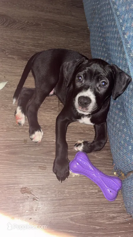 Gilly  – American Pit Bull Terrier, Chihuahua puppy for sale in Vanderbilt, PA