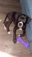 Gilly , a male American Pit Bull Terrier and Chihuahua for sale in Vanderbilt, PA – 1 of 2