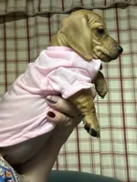 Mable , a female Miniature Dachshund for sale in Vanderbilt, PA – 4 of 4