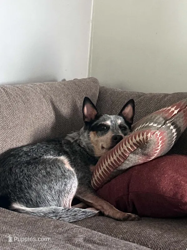 Hazel  – Lancashire Heeler puppy for sale in Vanderbilt, PA