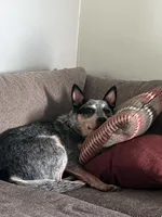 Hazel , a female Lancashire Heeler for sale in Vanderbilt, PA – 1 of 1