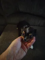 Dillon , a male Chihuahua for sale in Vanderbilt, PA – 2 of 2