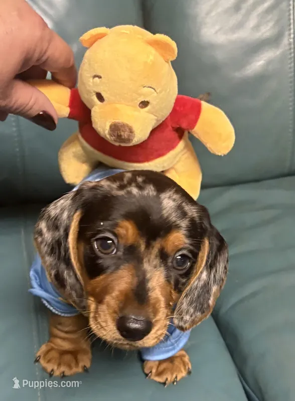 Donald the Dapple  – Miniature Dachshund puppy for sale in Vanderbilt, PA