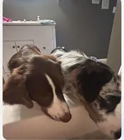 Tobie, a male Australian Shepherd for sale in Vanderbilt, PA – Photo 5 of 5