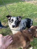 Tobie, a male Australian Shepherd for sale in Vanderbilt, PA – Photo 4 of 5