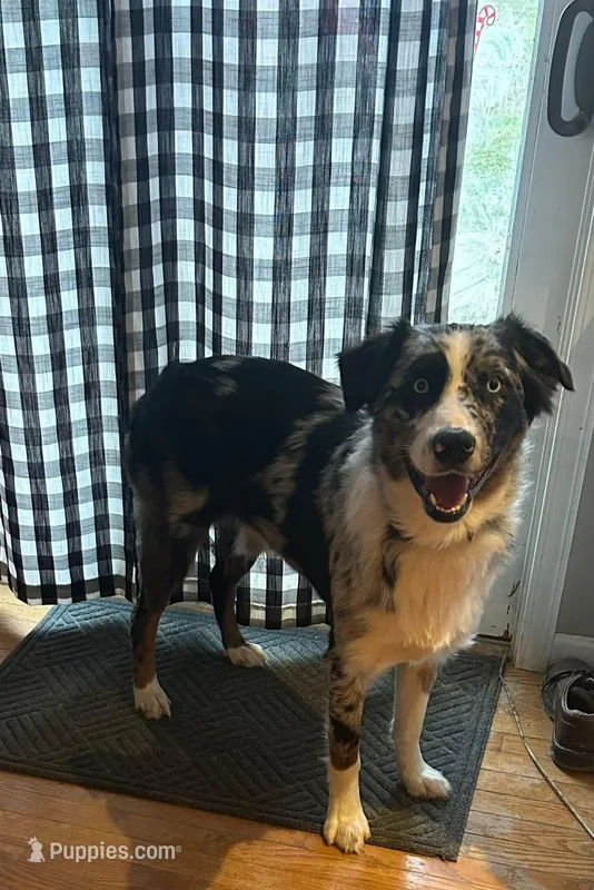 Tobie – Australian Shepherd puppy for sale in Vanderbilt, PA