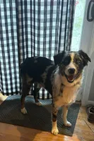 Tobie, a male Australian Shepherd for sale in Vanderbilt, PA – Photo 1 of 5