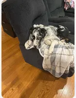 Tobie, a male Australian Shepherd for sale in Vanderbilt, PA – Photo 2 of 5