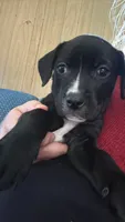 Sweet Pea, a female American Pit Bull Terrier and Chihuahua for sale in Vanderbilt, PA – 1 of 2