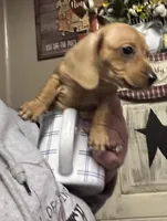 Sally, a female Miniature Dachshund for sale in Vanderbilt, PA – Photo 1 of 4