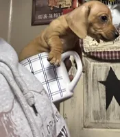 Sally, a female Miniature Dachshund for sale in Vanderbilt, PA – Photo 2 of 4