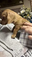 Sally, a female Miniature Dachshund for sale in Vanderbilt, PA – Photo 3 of 4