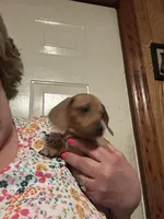 Sally, a female Miniature Dachshund for sale in Vanderbilt, PA – Photo 4 of 4