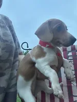 Millie , a female Miniature Dachshund for sale in Vanderbilt, PA – 5 of 6