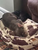 Roz , a female French Bulldog for sale in Vanderbilt, PA – 2 of 4