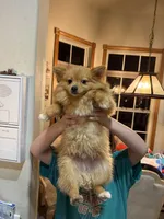 Leonardo , a male Pomeranian for sale in St. Cloud, FL – Photo 6 of 7