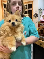 Leonardo , a male Pomeranian for sale in St. Cloud, FL – Photo 7 of 7