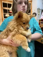 Leonardo , a male Pomeranian for sale in St. Cloud, FL – Photo 3 of 7