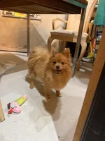 Leonardo , a male Pomeranian for sale in St. Cloud, FL – Photo 4 of 7