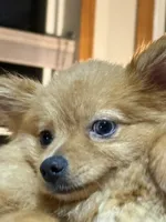 Leonardo , a male Pomeranian for sale in St. Cloud, FL – Photo 1 of 7