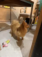 Leonardo , a male Pomeranian for sale in St. Cloud, FL – Photo 2 of 7