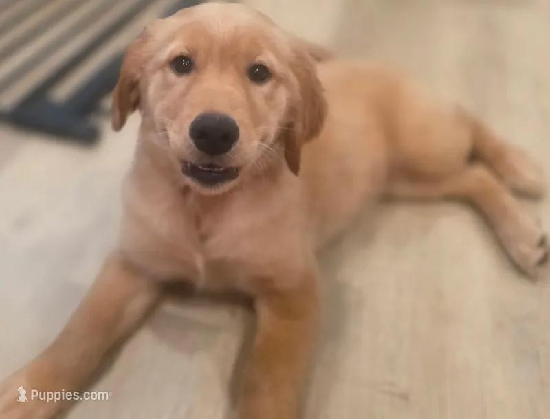 Koda Joseph 🌟  – Golden Retriever puppy for sale in Athens, AL