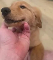 Koda Joseph 🌟 , a female Golden Retriever for sale in Athens, AL – 2 of 3