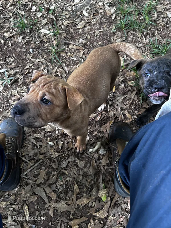Blake – Chinese Shar-Pei, Cane Corso puppy for sale in Stockbridge, GA