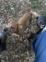 Blake, a male Chinese Shar-Pei and Cane Corso for sale in Stockbridge, GA – 1 of 5
