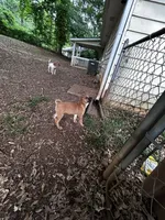 Storm, a male Chinese Shar-Pei and Cane Corso for sale in Stockbridge, GA – 2 of 4
