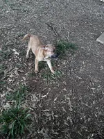 Blake, a male Chinese Shar-Pei and Cane Corso for sale in Stockbridge, GA – 4 of 5